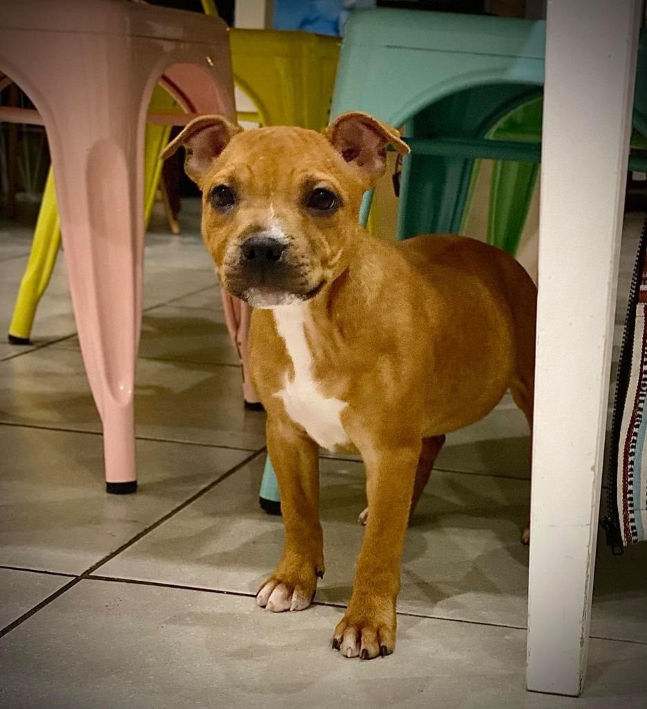 Red cherry De La Dog Tribu